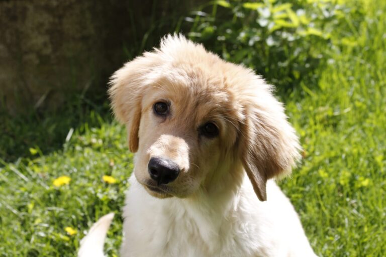 Katariina Mäki – Kansainväliset alustaratkaisut eläinten jalostusasiantuntijalle