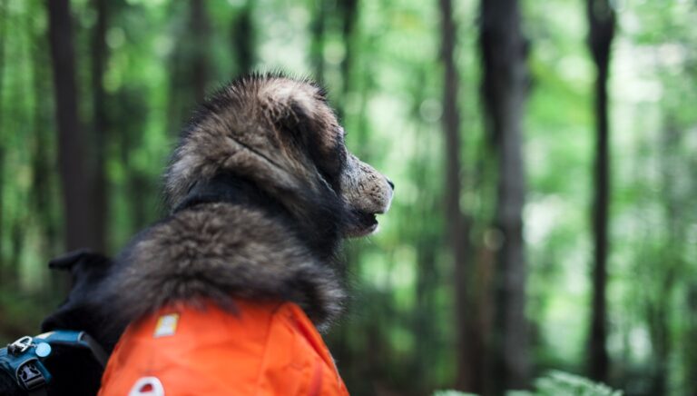 Koiruuksien klubi – Kokonaisvaltainen verkkoliiketoiminta-alusta